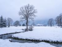 Schafelbach mit einzelnen winterlichen Bäumen auf der Moorbadwiese bei Aschau